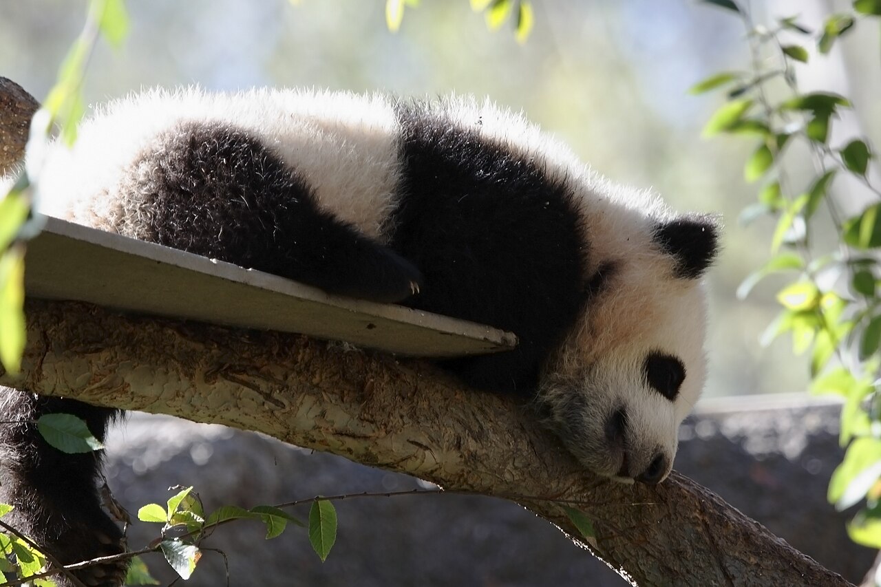Sun Nursery (half-year-old cubs)